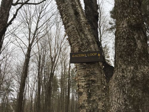 A wooden sign reading "Gazebo Loop" attached to a tree in a forested area with bare branches.