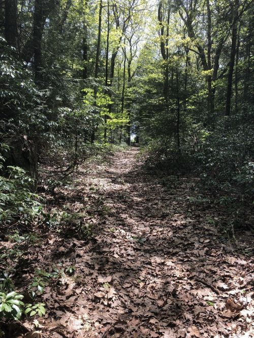 A sunlit forest path covered in leaves, surrounded by lush greenery and trees.