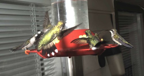 Four hummingbirds hover around a red feeder filled with sugar water, wings blurred in motion.