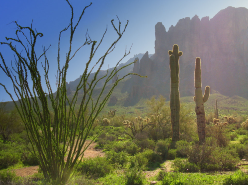 Desert landscape featuring tall cacti, green shrubs, and rugged mountains under a clear blue sky.