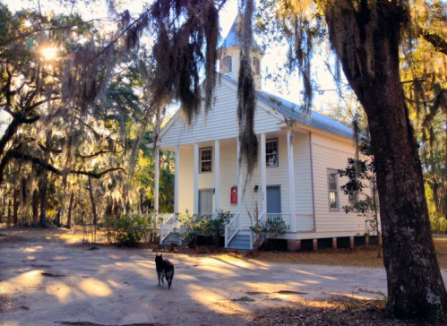 A quaint white church surrounded by trees draped in Spanish moss, with a dog walking in the foreground.