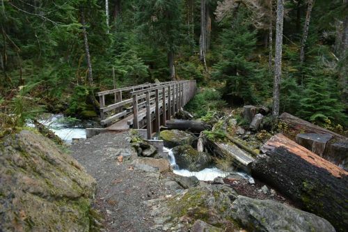A wooden bridge spans a small stream in a lush, green forest with tall trees and scattered logs.