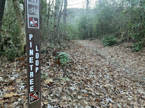 Trail sign for "Pine Tree Loop" in a wooded area, with a path covered in leaves and surrounding greenery.