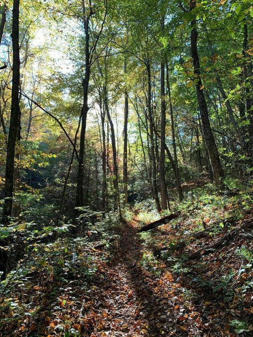 A sunlit forest path surrounded by tall trees and colorful autumn foliage.