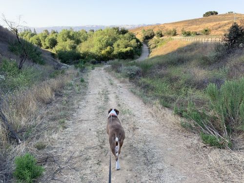 A dog walks down a dirt path surrounded by greenery and hills under a clear sky.