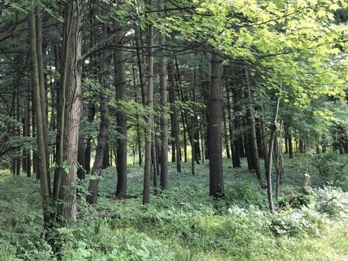 A serene forest scene with tall trees and lush green undergrowth, dappled sunlight filtering through the leaves.