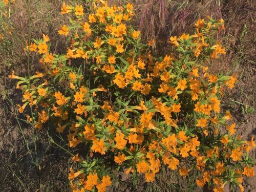 A vibrant cluster of orange flowers blooming amidst green foliage in a natural setting.