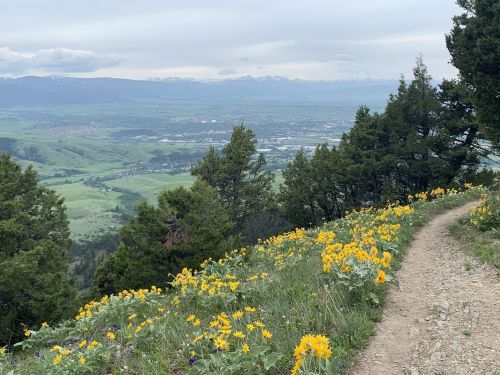 A scenic view from a mountain trail, featuring vibrant yellow wildflowers and a valley below with distant snow-capped peaks.