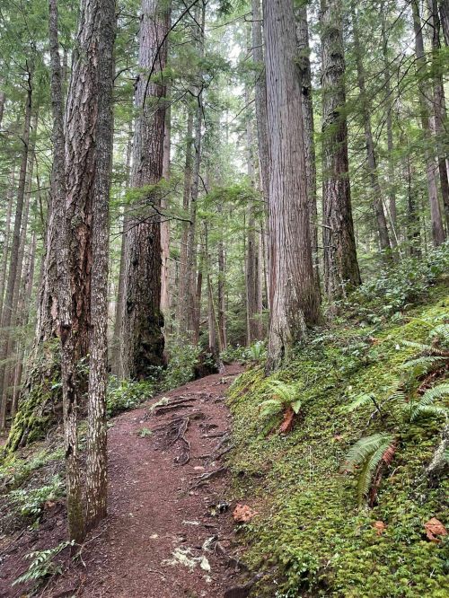 A winding dirt path through a lush forest with tall trees and ferns lining the trail.