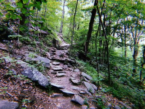 A rocky trail winding through a lush green forest with trees and foliage on either side.