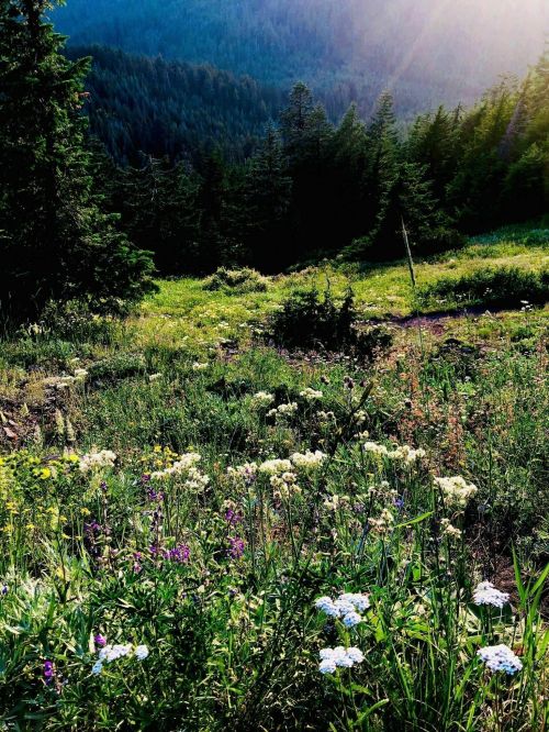 A vibrant meadow filled with wildflowers, surrounded by lush green trees and mountains under a bright sun.
