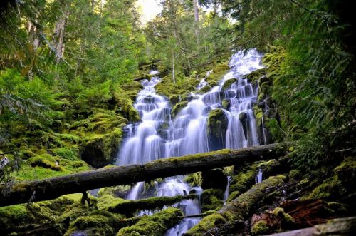 A serene waterfall cascades over moss-covered rocks, surrounded by lush green trees in a tranquil forest setting.