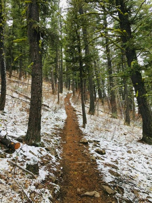 A winding dirt trail through a snowy forest, surrounded by tall evergreen trees.