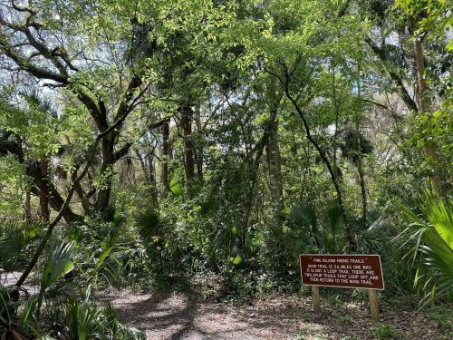 A lush green forest with trees and a sign indicating a trail leading to a main trail. Sunlight filters through the leaves.
