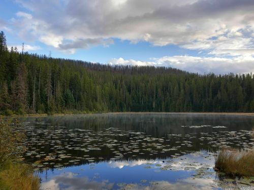 A serene lake surrounded by lush green trees, with lily pads floating on the water and a cloudy blue sky above.