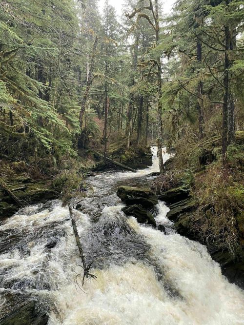 A rushing river flows through a dense forest of tall trees and lush greenery, creating a serene natural scene.