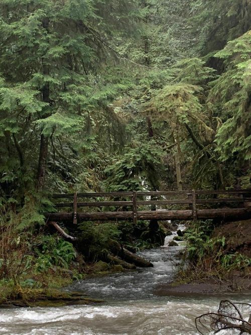 A wooden bridge spans a rushing stream, surrounded by dense green trees in a misty forest.