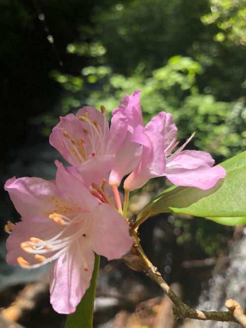 Close-up of delicate pink flowers with yellow stamens, surrounded by lush green foliage and soft natural light.