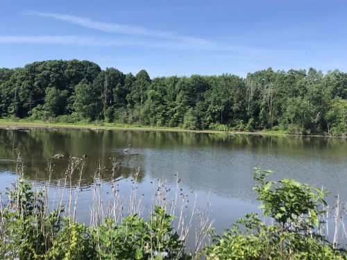 A serene lake surrounded by lush green trees under a clear blue sky, with gentle ripples on the water's surface.