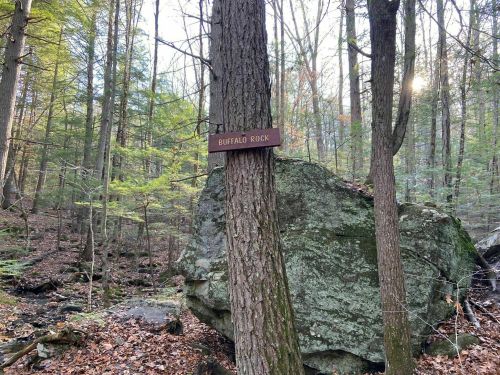 A wooden sign reading "Buffalo Rock" attached to a tree in a forested area with rocks and fallen leaves.