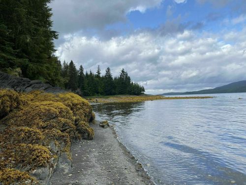 A serene shoreline with rocky terrain, mossy patches, and trees under a cloudy sky reflecting on calm water.