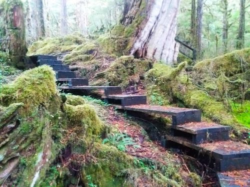 Wooden steps lead through a lush, moss-covered forest, surrounded by tall trees and greenery.