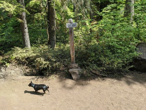 A small black dog walks on a dirt path near a wooden sign in a lush, green forest.