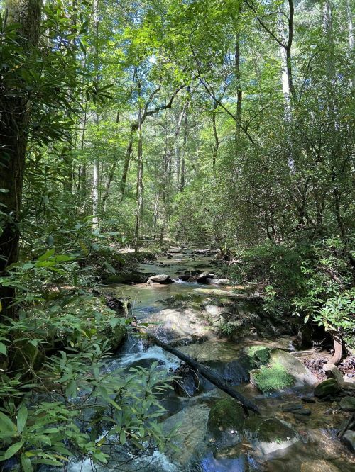 tobacco pouch trail The Tobacco Pouch Trail In Georgia Is A Hike Worth Exploring