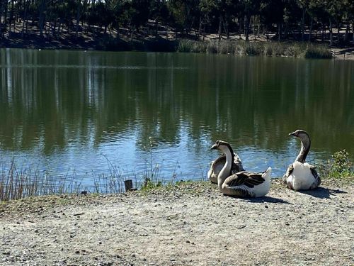 Three ducks resting by a calm lake, surrounded by greenery and reflecting trees in the water.