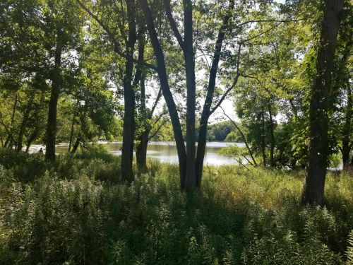 A serene view of a lake surrounded by lush greenery and trees under a clear blue sky.