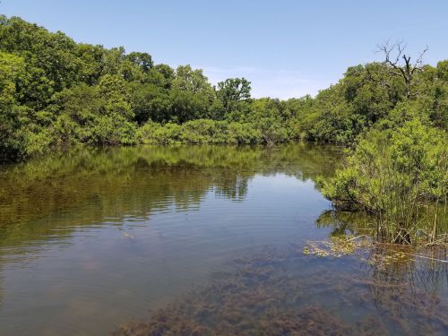 A serene pond surrounded by lush greenery and trees under a clear blue sky.