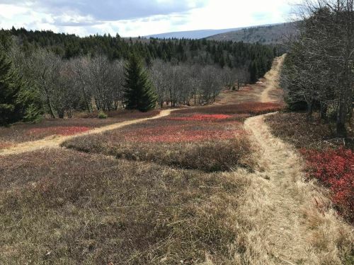 A scenic landscape featuring a grassy path winding through vibrant red foliage and sparse trees under a cloudy sky.