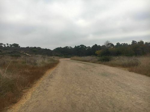 A dirt path winds through a grassy landscape under a cloudy sky, surrounded by trees and shrubs.