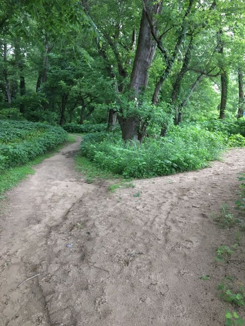 A sandy path splits into two directions, surrounded by lush green trees and foliage.