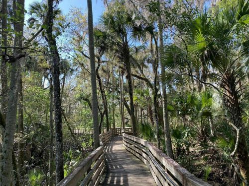A wooden boardwalk winding through a lush, green forest with tall trees and palm plants under a clear blue sky.