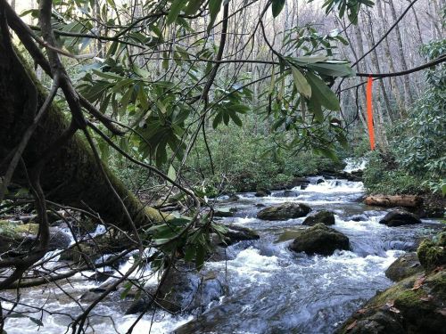 A flowing stream surrounded by lush greenery and trees, with a bright orange ribbon hanging from a branch.