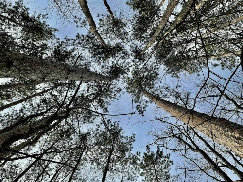 Looking up at tall trees with a clear sky peeking through the branches.