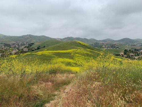 A scenic view of rolling green hills covered in vibrant yellow wildflowers under a cloudy sky.
