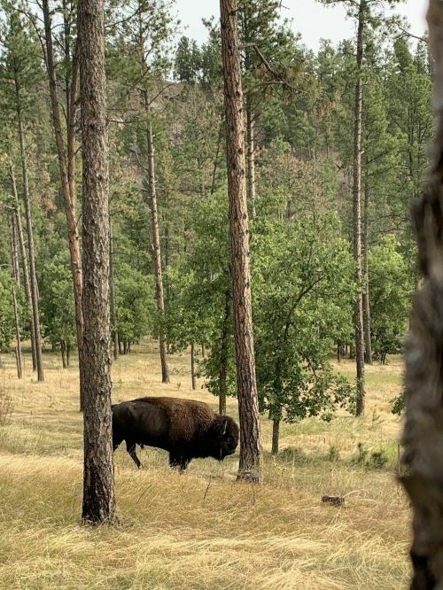 A bison grazing in a forested area with tall trees and grassy undergrowth.