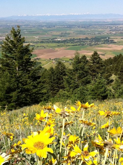 A scenic view of a valley with fields and mountains in the background, adorned with vibrant yellow wildflowers in the foreground.