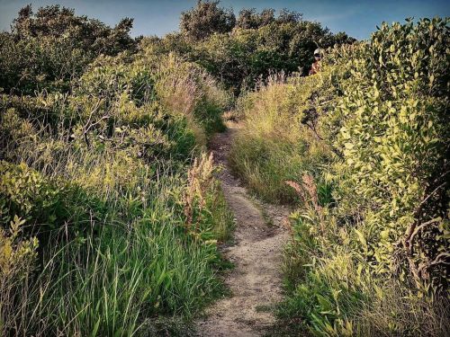 A narrow dirt path winds through lush green grass and shrubs under a clear blue sky.