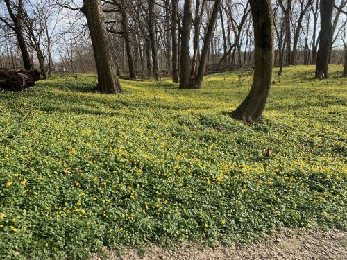 A forest scene with trees surrounded by a vibrant yellow flower-covered ground in early spring.