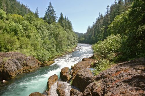 A serene river flows through a lush green forest, surrounded by rocky banks and tall trees under a clear blue sky.