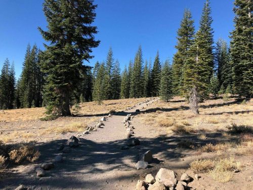 A dirt path lined with stones leads through a forest of tall pine trees under a clear blue sky.