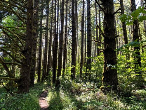 A sunlit forest path surrounded by tall trees and lush greenery, creating a serene and tranquil atmosphere.