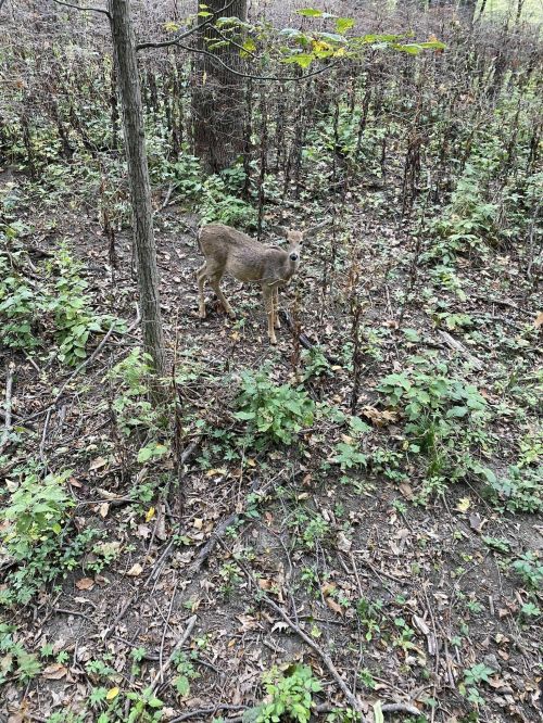 A deer stands among green foliage and sparse trees in a forested area.