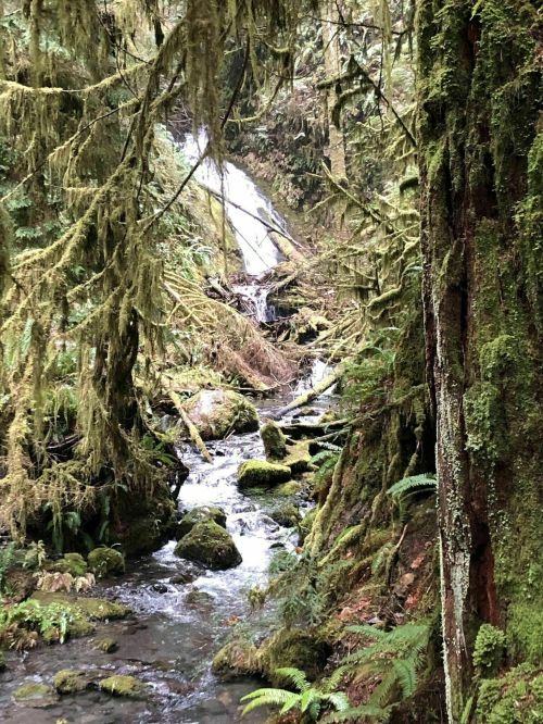 A serene forest scene featuring a small waterfall cascading over rocks, surrounded by lush greenery and moss-covered trees.