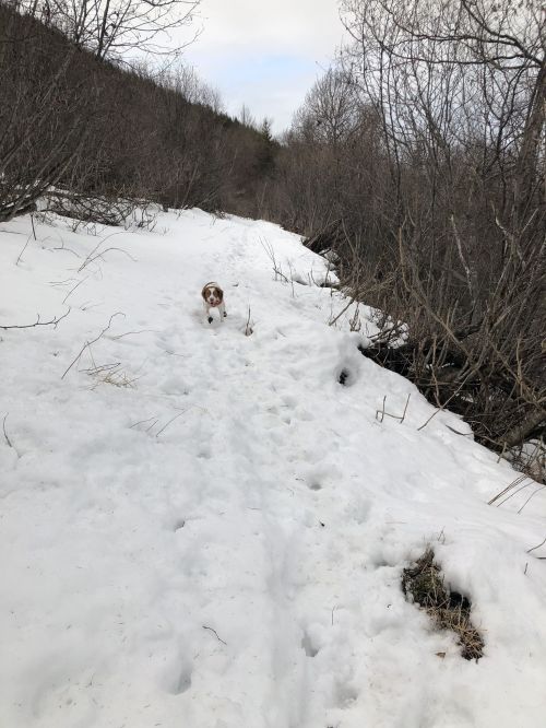 A dog walks along a snowy trail surrounded by bare trees and shrubs.