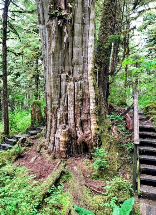 A large, weathered tree trunk surrounded by lush greenery and a wooden staircase in a forested area.