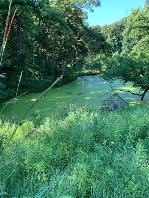 Lush green landscape with a pond covered in algae, surrounded by trees and tall grasses under a clear blue sky.